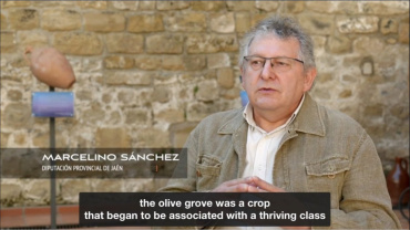 Spanish Olive Grove