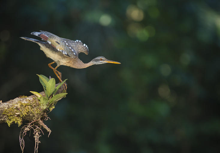 La gran biodiversitat de Costa Rica en imatges