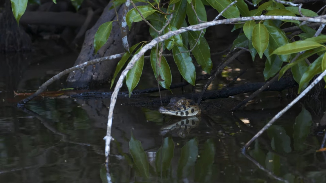 Amazon Planet - A Journey Through the Amazon 1