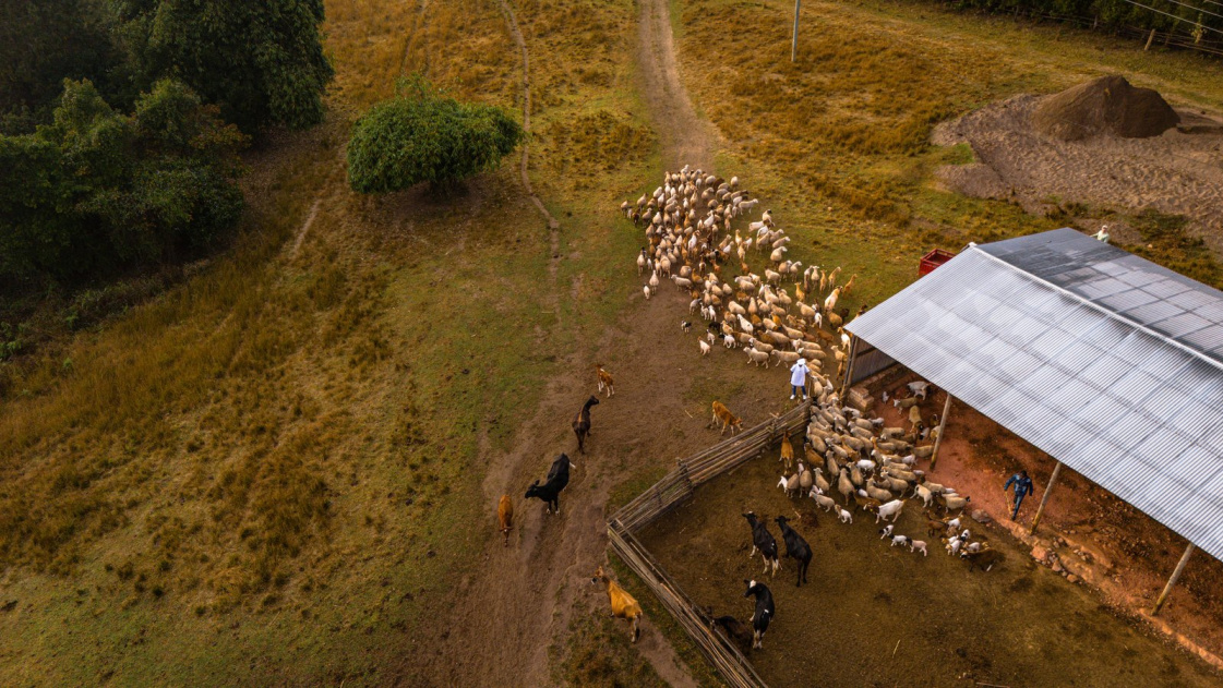 Foxes' Farms 2